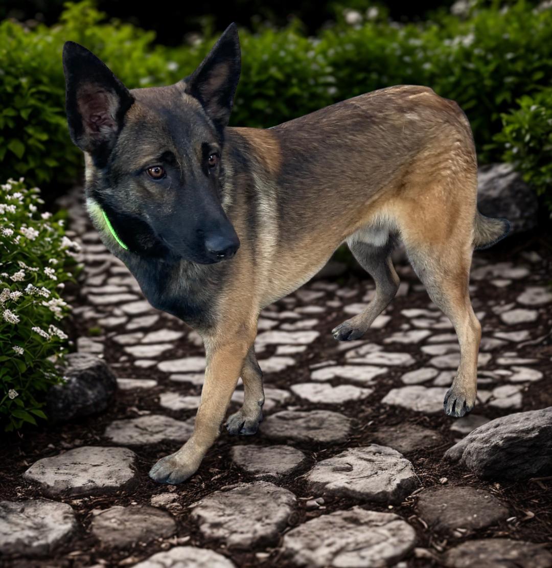 Creed, a Adoptable mixed breed in Kuna, ID image 2/2