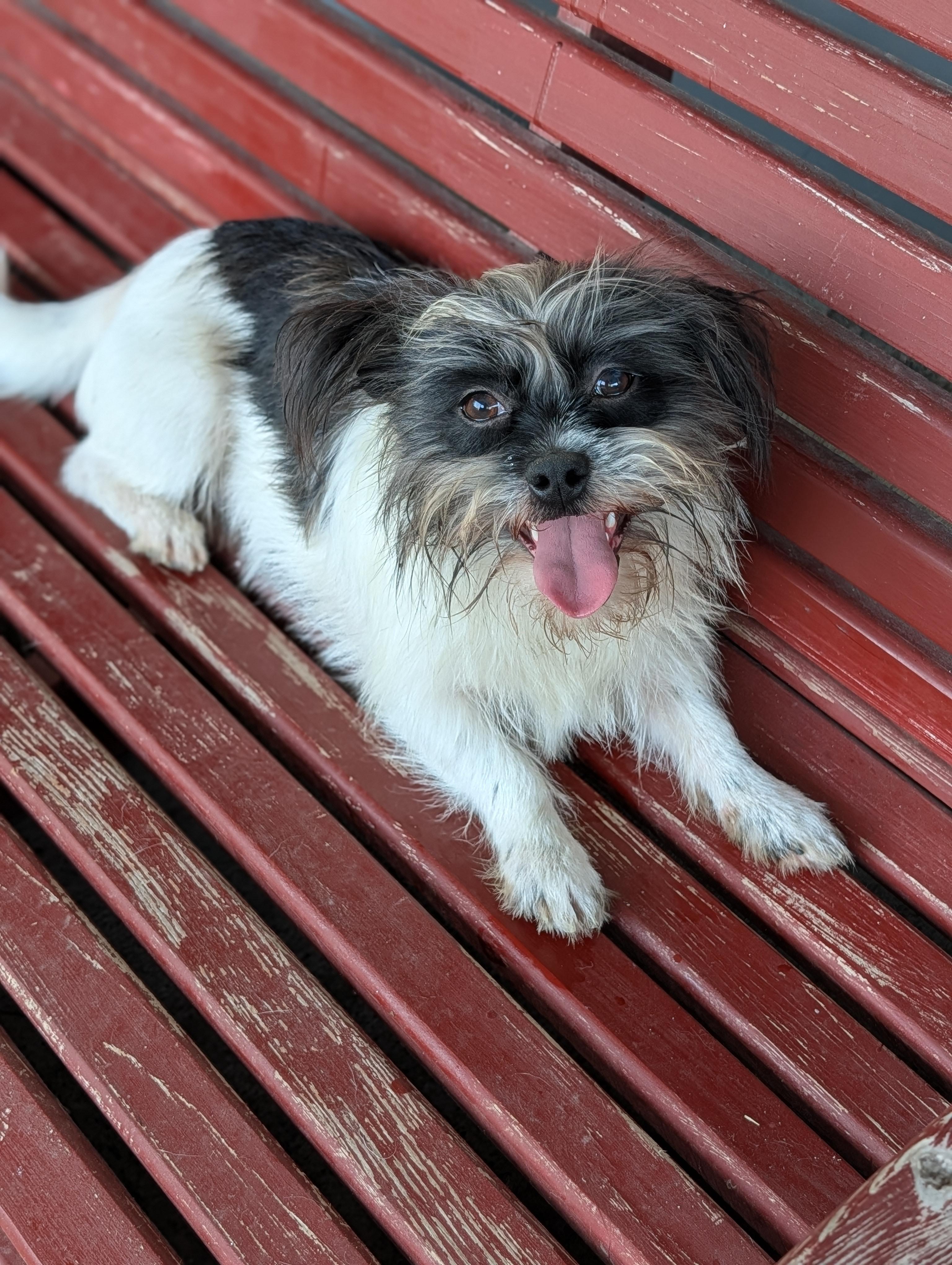 Enlarge Scrappy, a Adoptable mixed breed in Baton Rouge, LA image 5/5