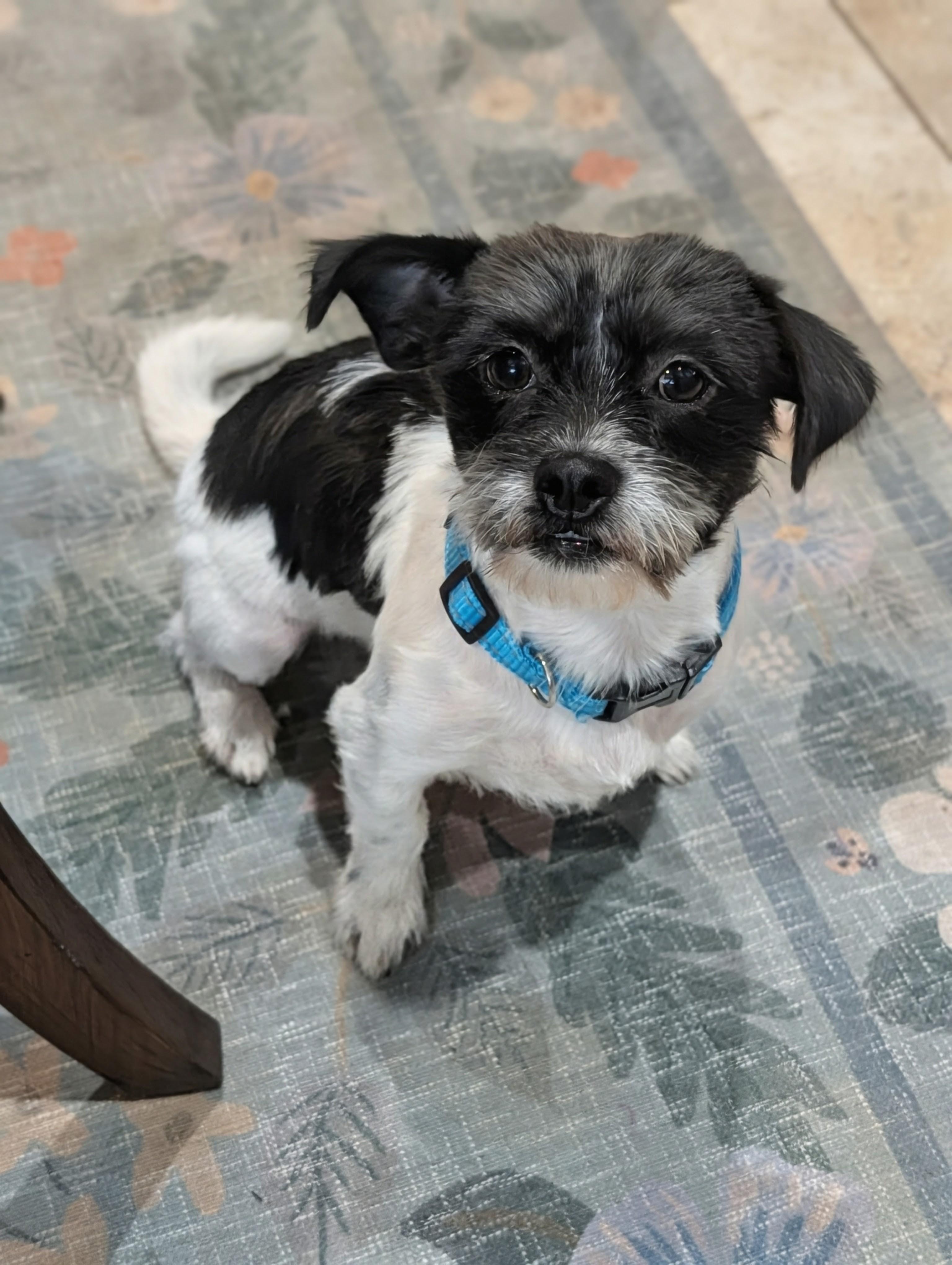 Scrappy, Adoptable, Adult Female Shih Tzu & Chihuahua.