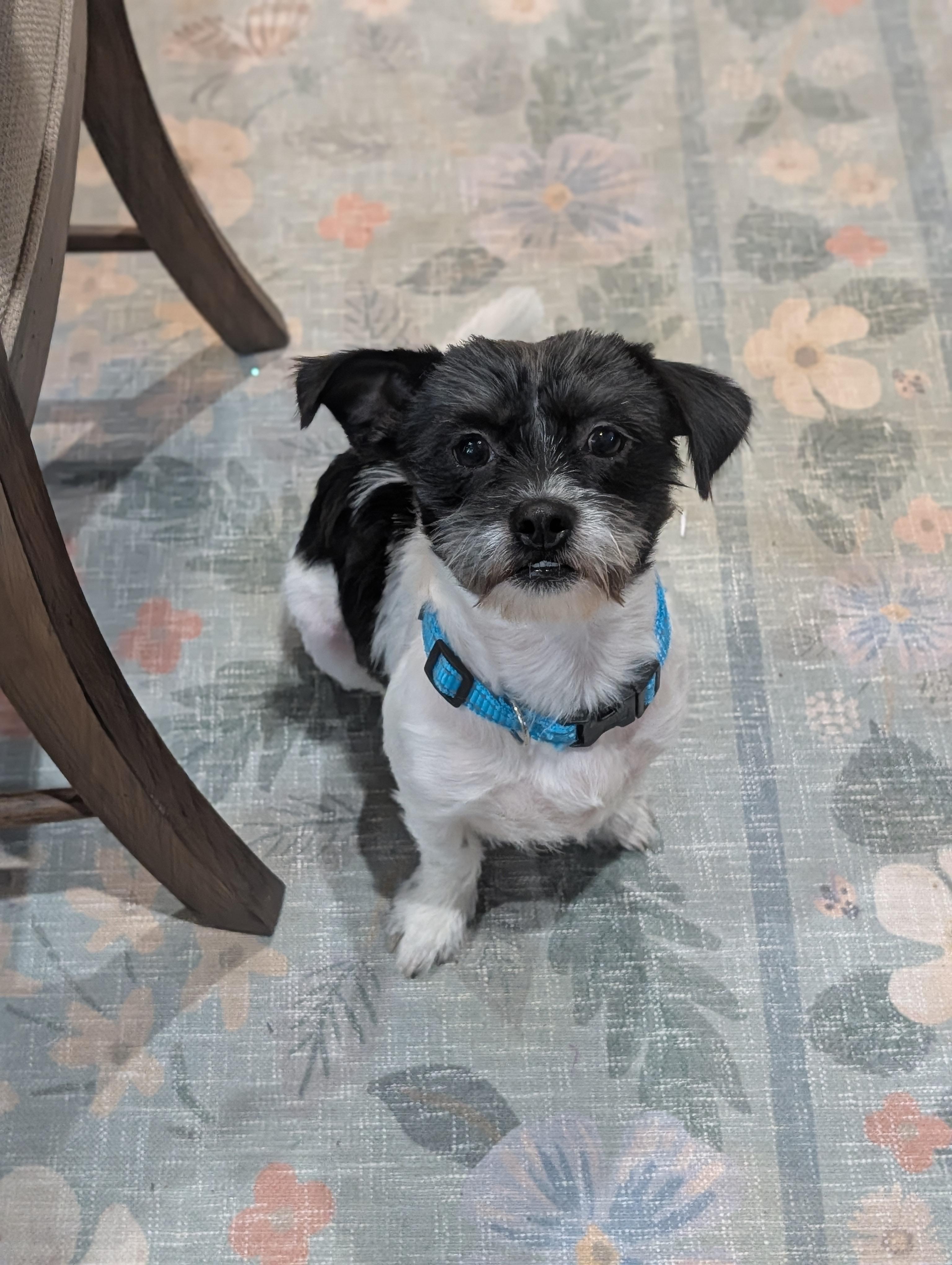 Enlarge Scrappy, a Adoptable mixed breed in Baton Rouge, LA image 3/5