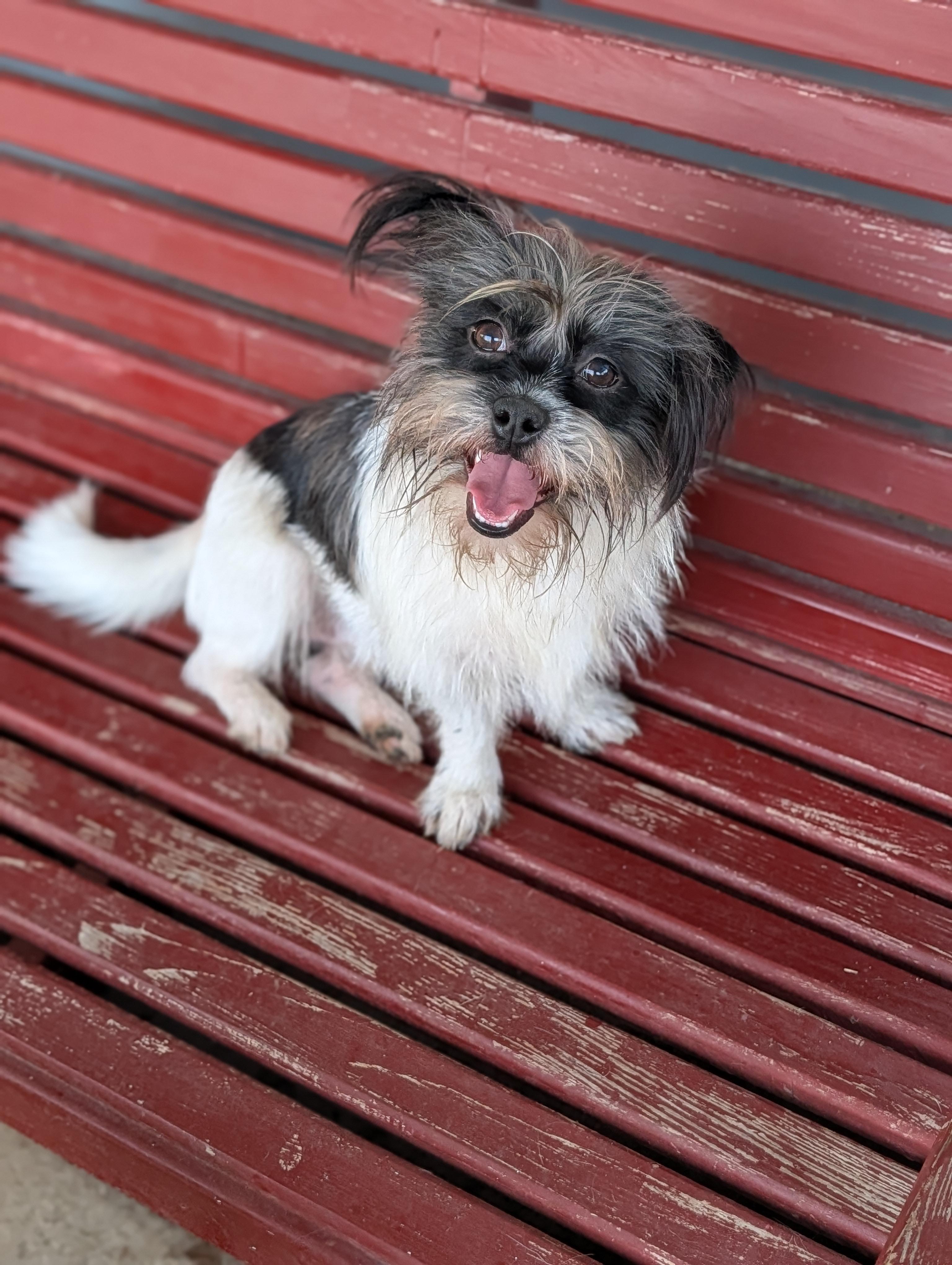 Enlarge Scrappy, a Adoptable mixed breed in Baton Rouge, LA image 4/5