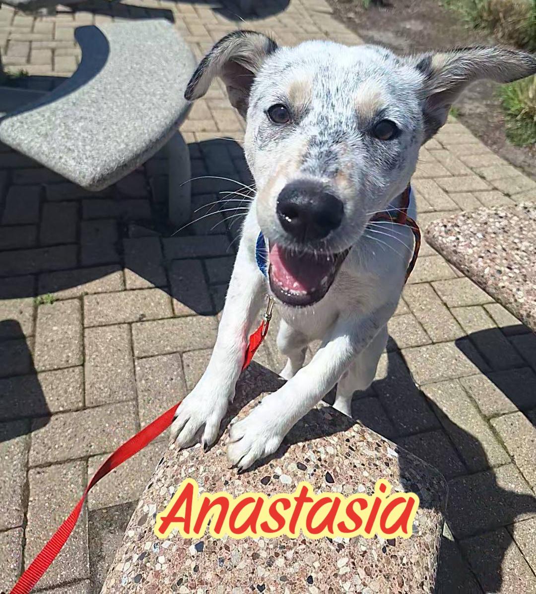 Enlarge Anastasia, a ADOPTABLE mixed breed in Elburn, IL image 2/6