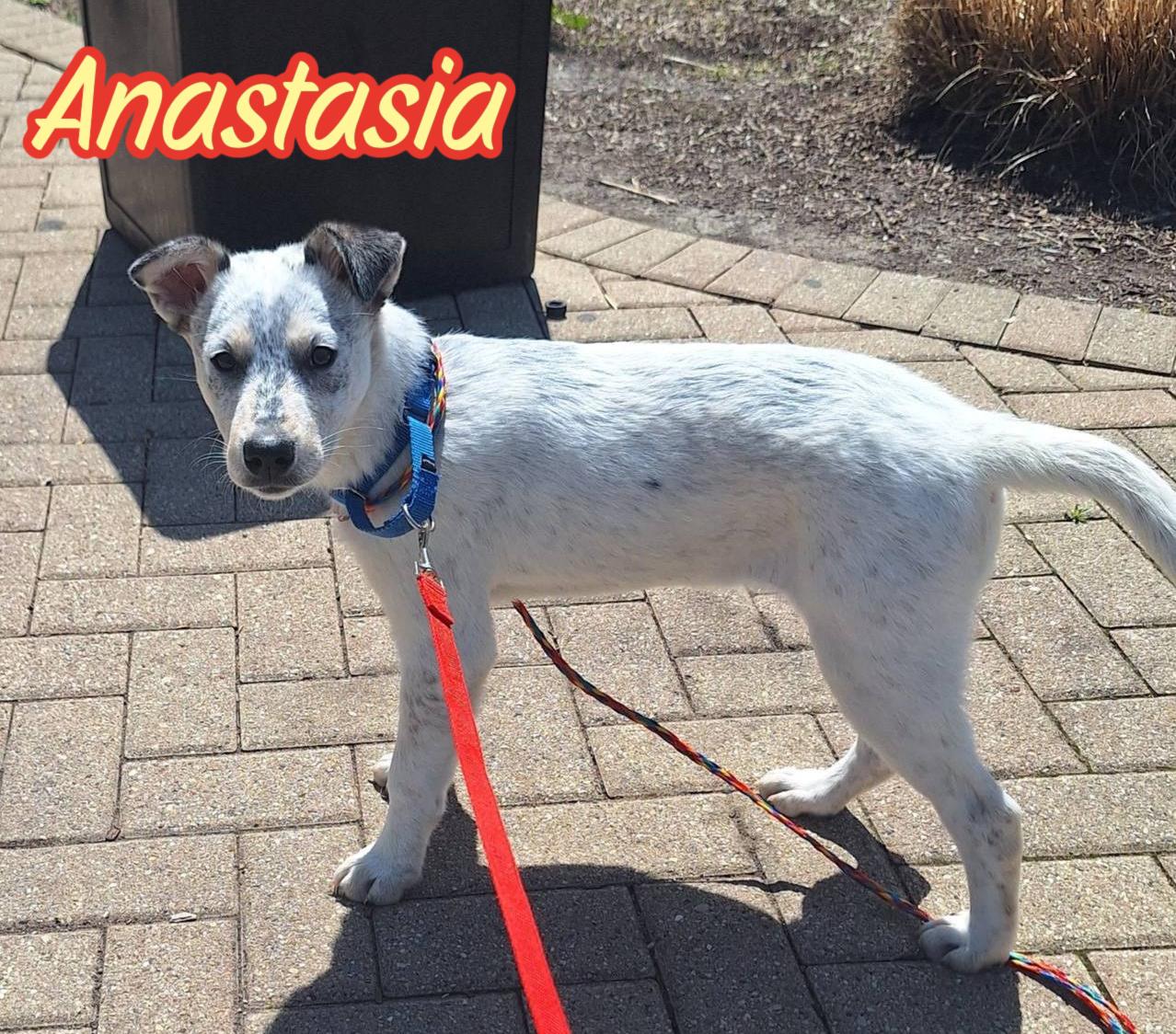 Enlarge Anastasia, a ADOPTABLE mixed breed in Elburn, IL image 1/6