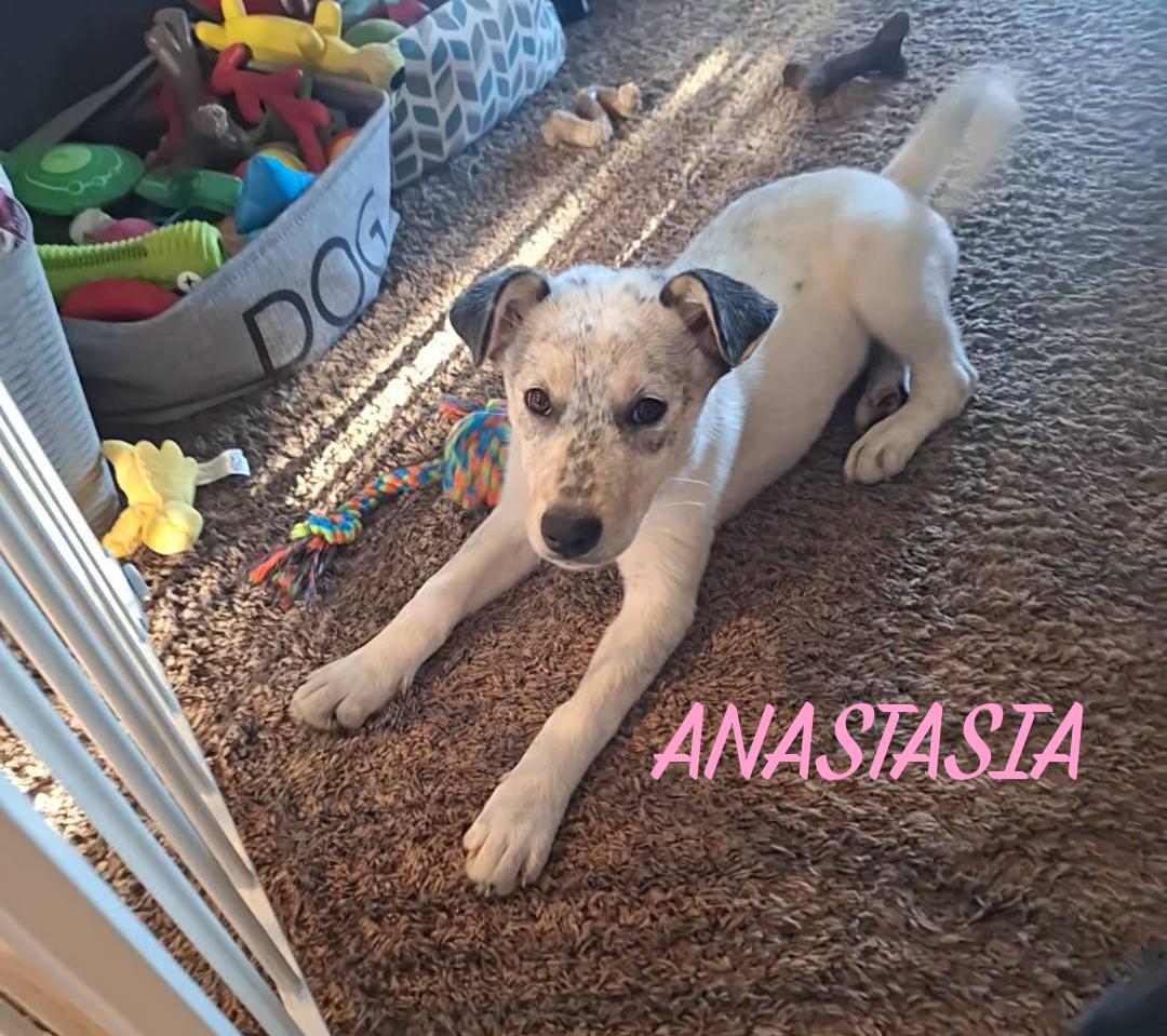 Enlarge Anastasia, a ADOPTABLE mixed breed in Elburn, IL image 5/6