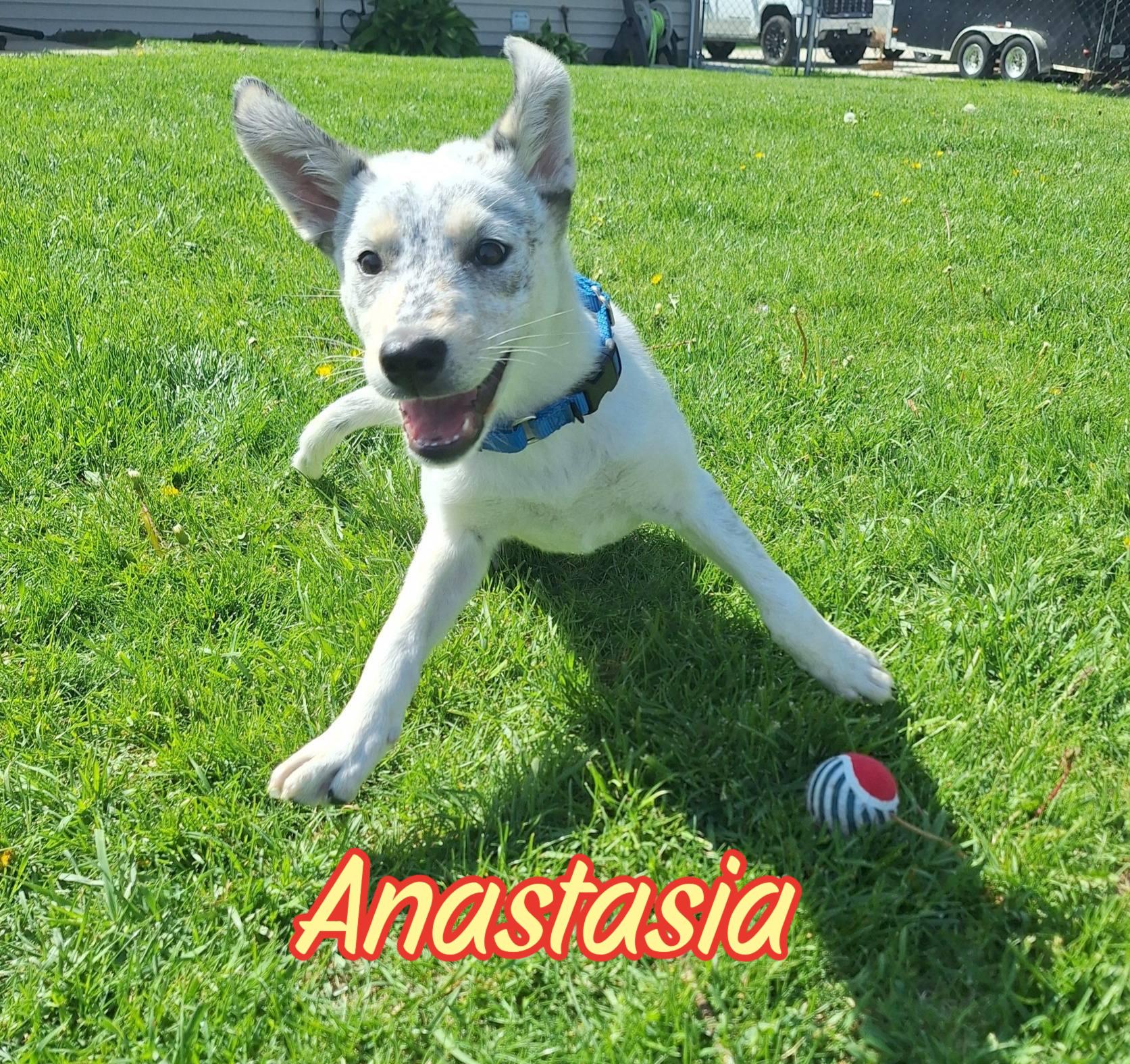 Enlarge Anastasia, a ADOPTABLE mixed breed in Elburn, IL image 3/6