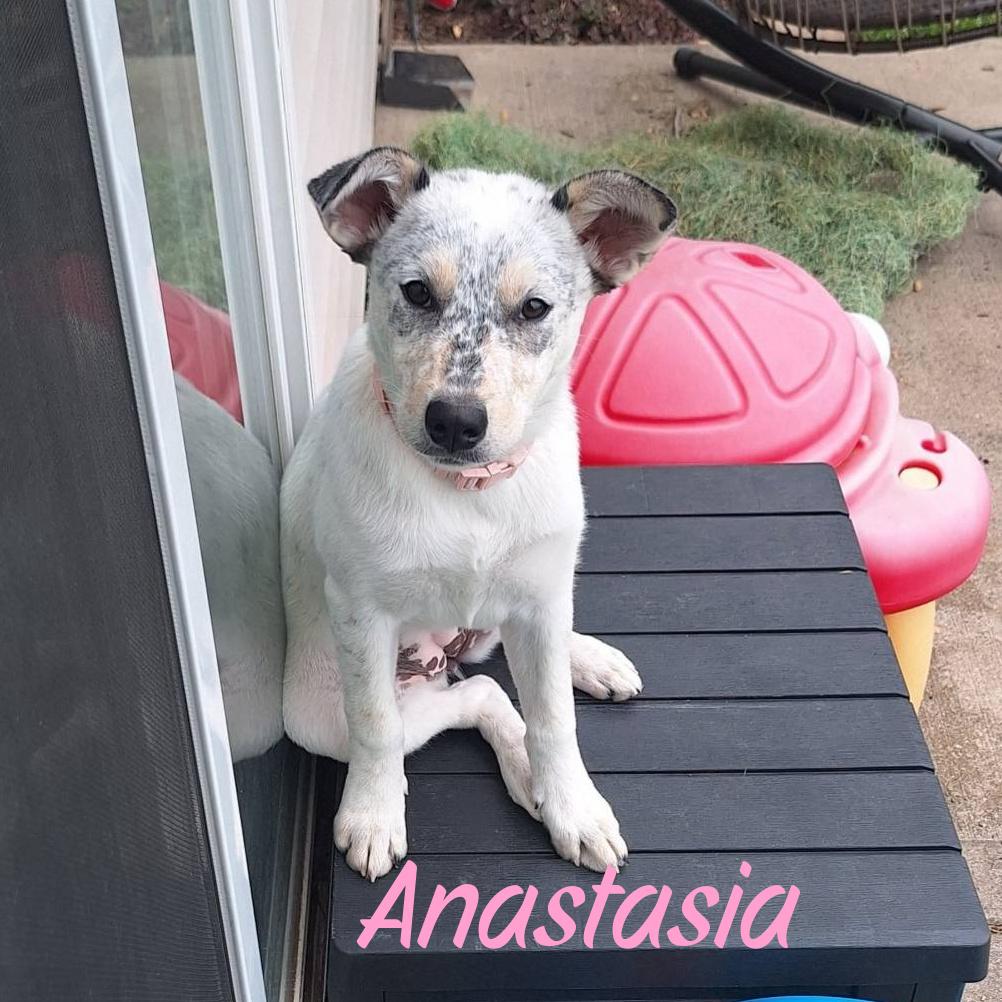 Enlarge Anastasia, a ADOPTABLE mixed breed in Elburn, IL image 6/6