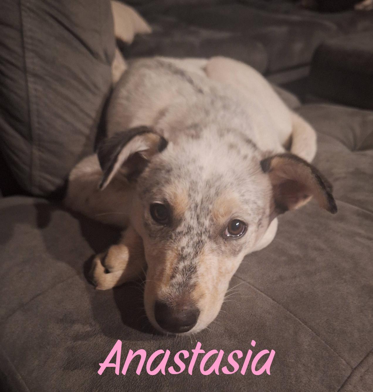 Enlarge Anastasia, a ADOPTABLE mixed breed in Elburn, IL image 4/6
