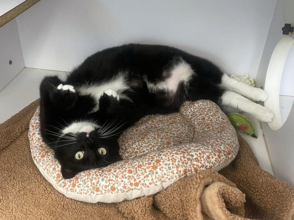 Kennebec, a Adoptable mixed breed in Trenton, ME image 1/6