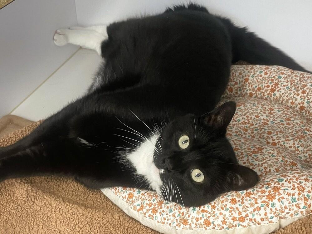 Kennebec, a Adoptable mixed breed in Trenton, ME image 2/6