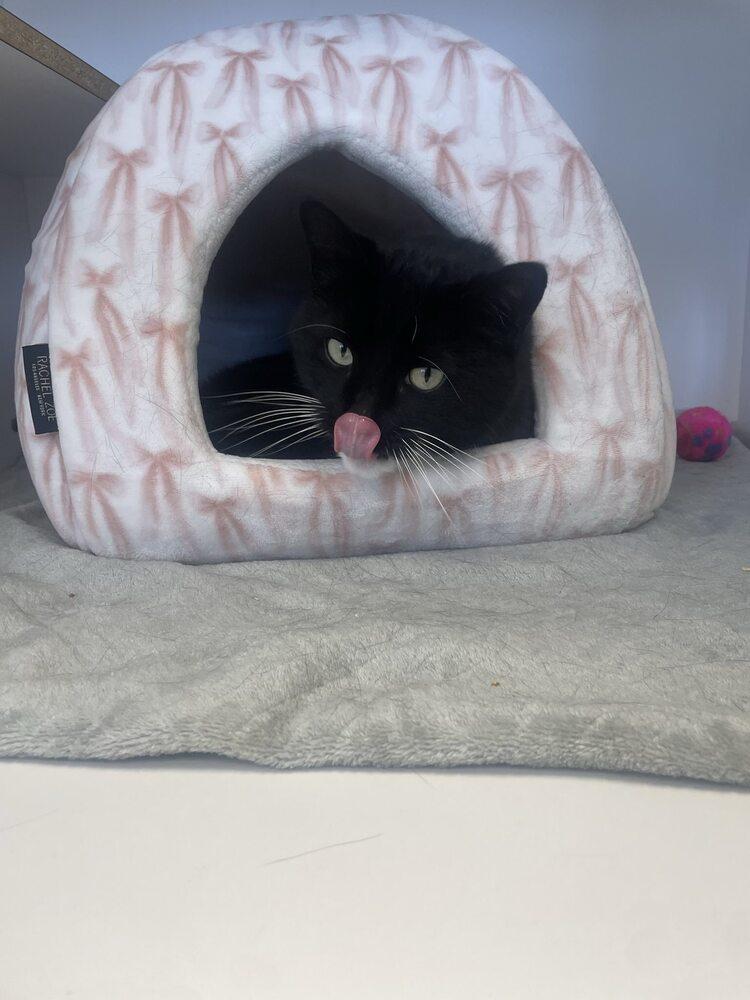 Kennebec, Adoptable, Senior Female Domestic Short Hair & Retriever.