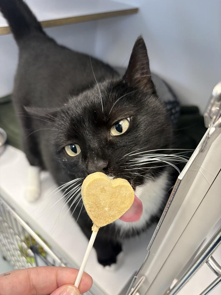 Enlarge Kennebec, a Adoptable mixed breed in Trenton, ME image 6/6