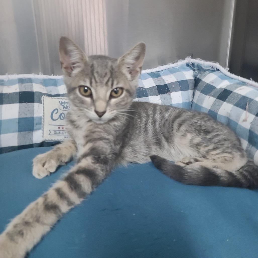 Enlarge Skinwalker, a Adoptable Domestic Short Hair in Russellville, KY image 1/1
