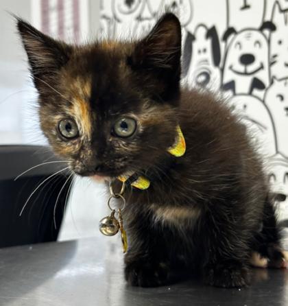 05280B Tori, Adoptable, Young Female Domestic Short Hair & Domestic Short Hair.