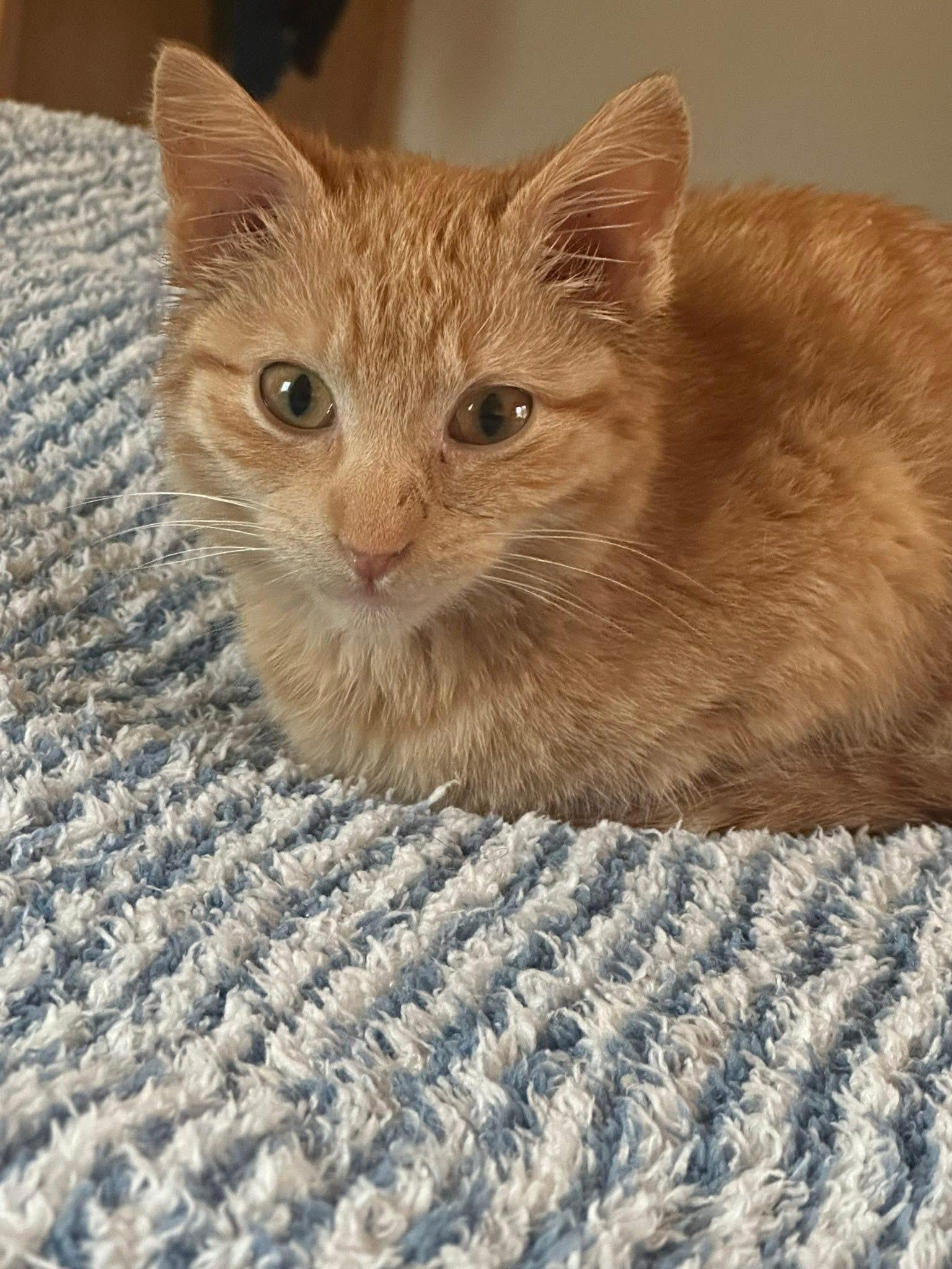 Rusty, Adoptable, Kitten Female Domestic Short Hair.