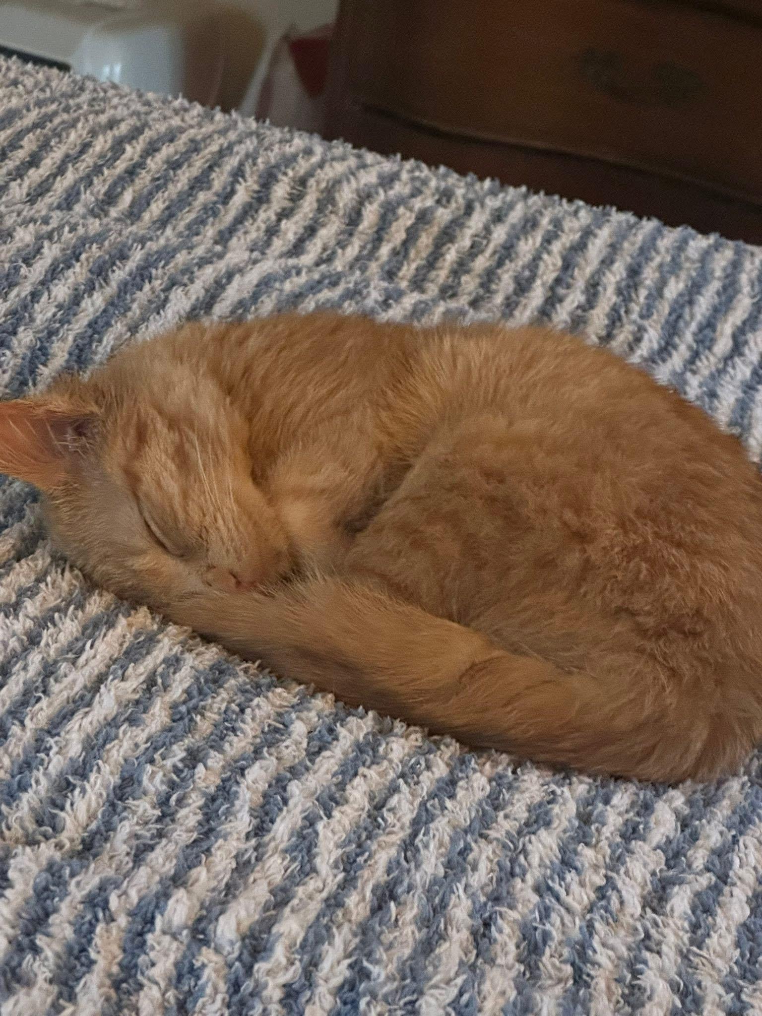 Enlarge Rusty, a Adoptable Domestic Short Hair in Madison, WI image 2/5