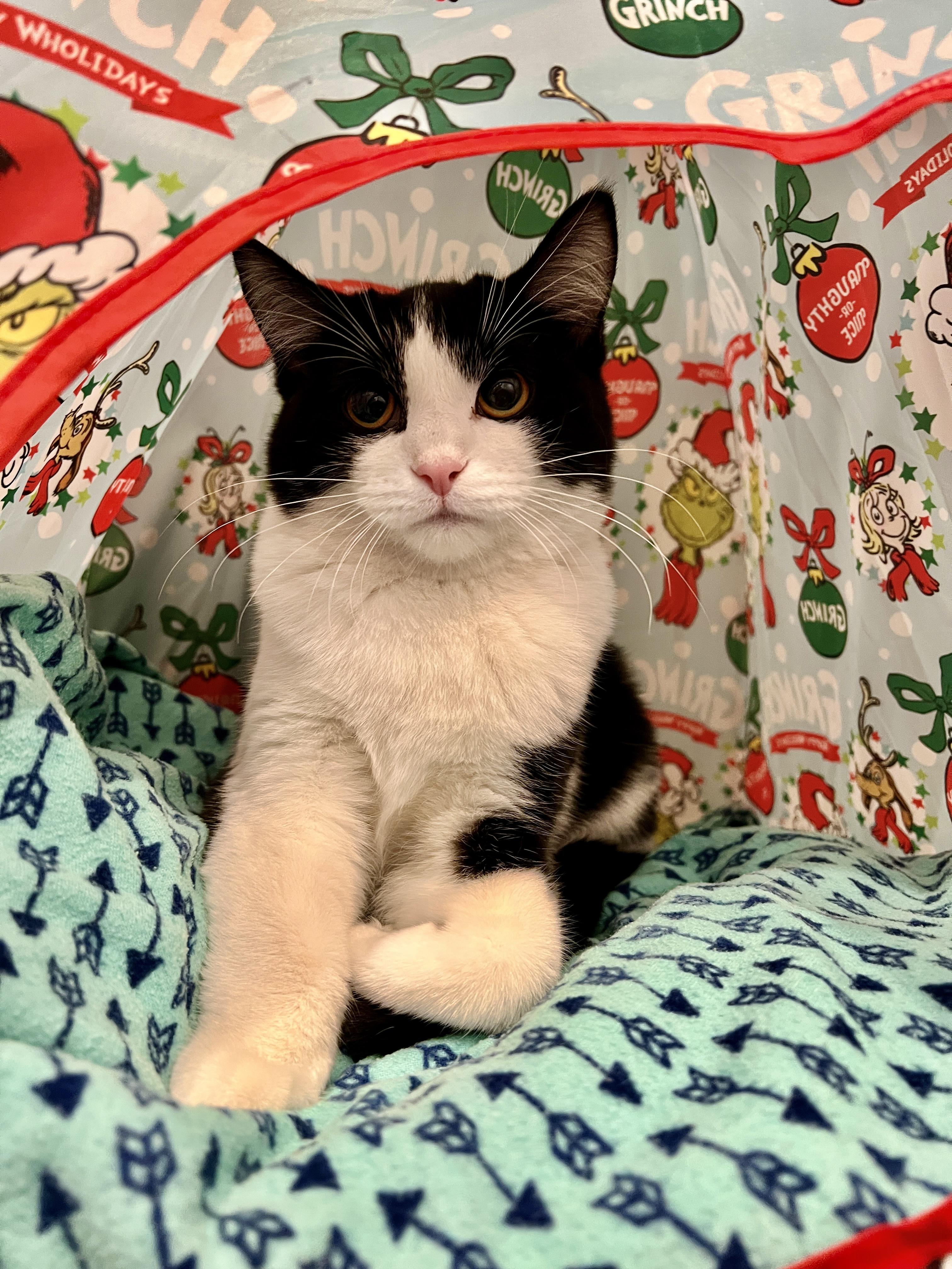 Rue, ADOPTABLE, Young Female Domestic Short Hair.