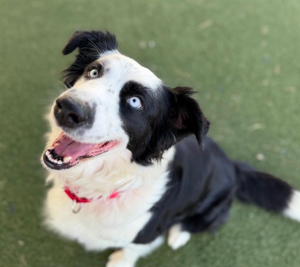 Enlarge Faith, a Adoptable mixed breed in Columbia, IL image 2/3