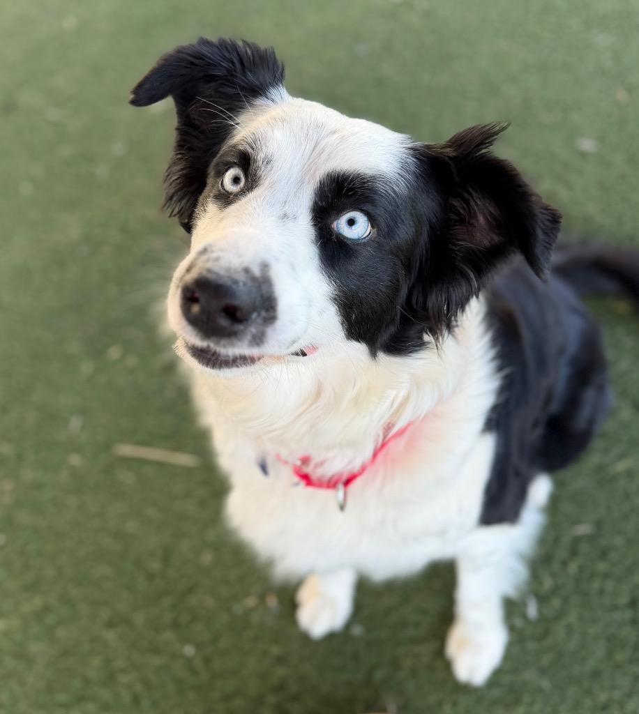 Faith, Adoptable, Adult Female Border Collie & Australian Shepherd.