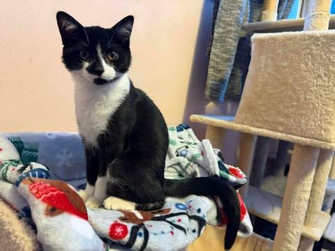 Goob, ADOPTABLE, Kitten Male Domestic Short Hair.