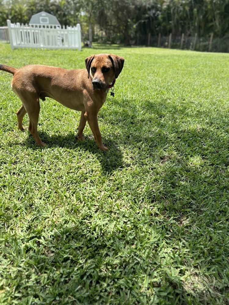 Enlarge John, a Adoptable mixed breed in West Palm Beach, FL image 1/3