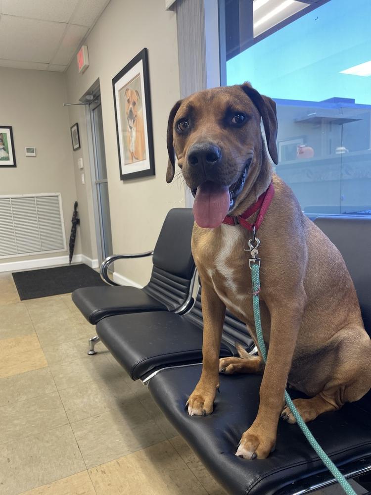 Enlarge John, a Adoptable mixed breed in West Palm Beach, FL image 2/3