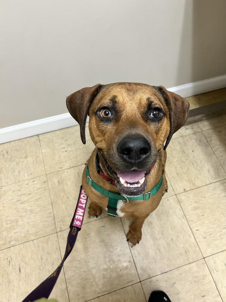 Enlarge John, a Adoptable mixed breed in West Palm Beach, FL image 3/3