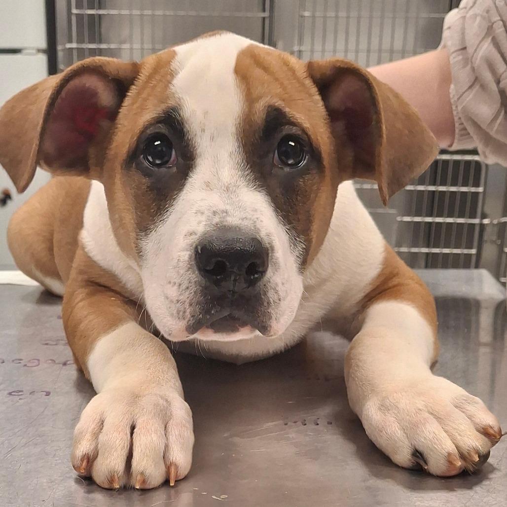 Enlarge Gigantico, a Adoptable Mixed Breed in Martinsville, VA image 1/3