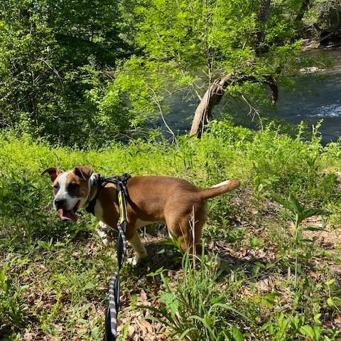 Enlarge Gigantico, a Adoptable Mixed Breed in Martinsville, VA image 2/6