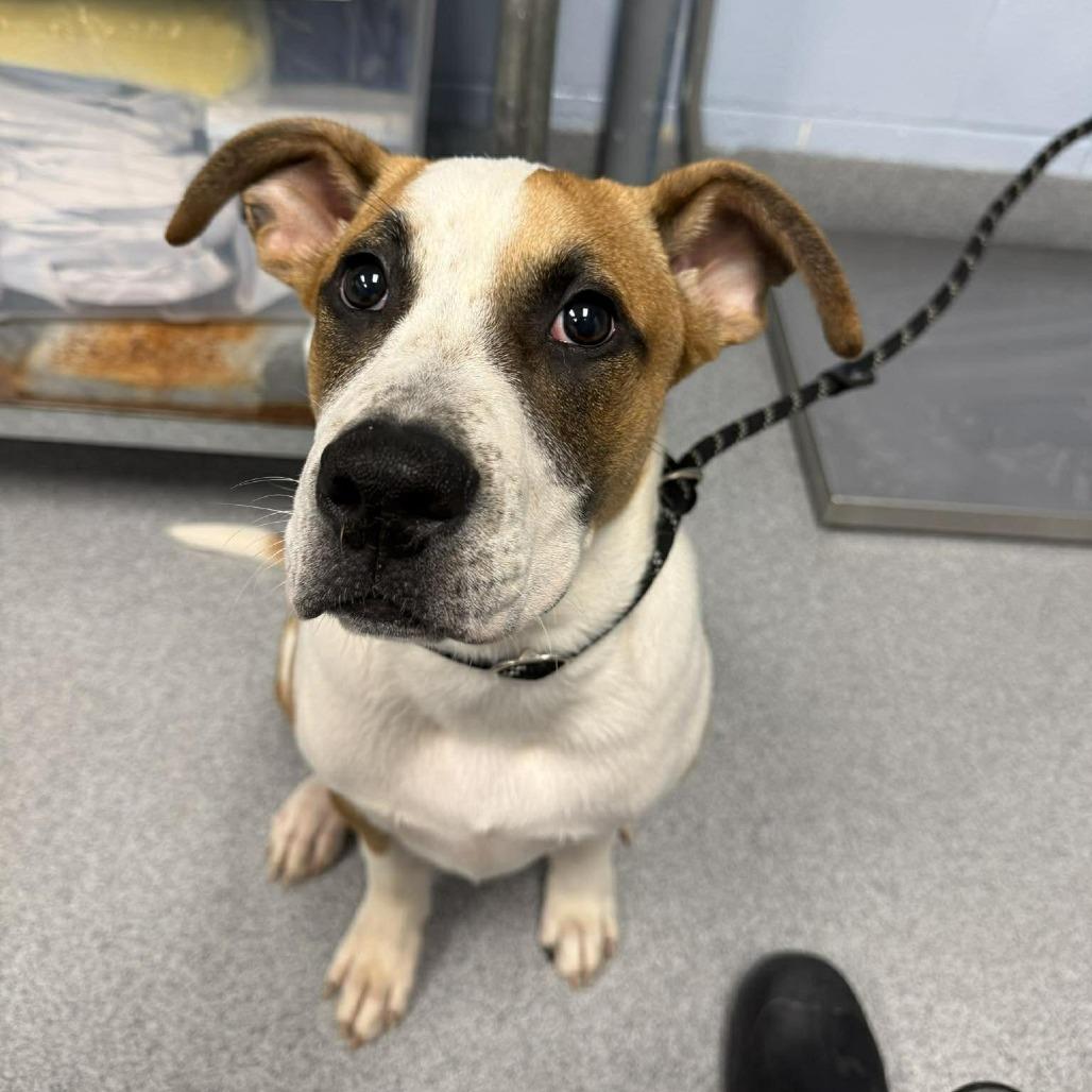 Enlarge Gigantico, a Adoptable Mixed Breed in Martinsville, VA image 2/3