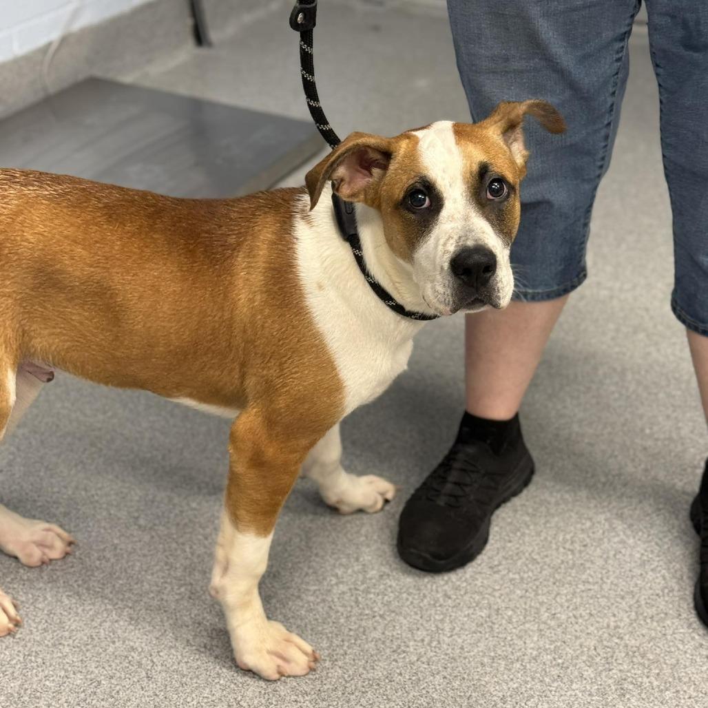 Enlarge Gigantico, a Adoptable Mixed Breed in Martinsville, VA image 3/3