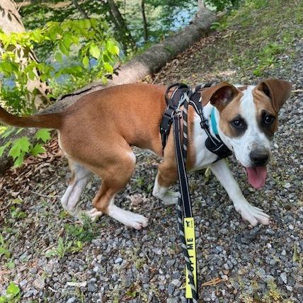 Enlarge Gigantico, a Adoptable Mixed Breed in Martinsville, VA image 5/6