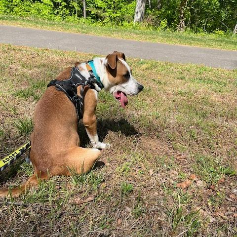 Enlarge Gigantico, a Adoptable Mixed Breed in Martinsville, VA image 6/6