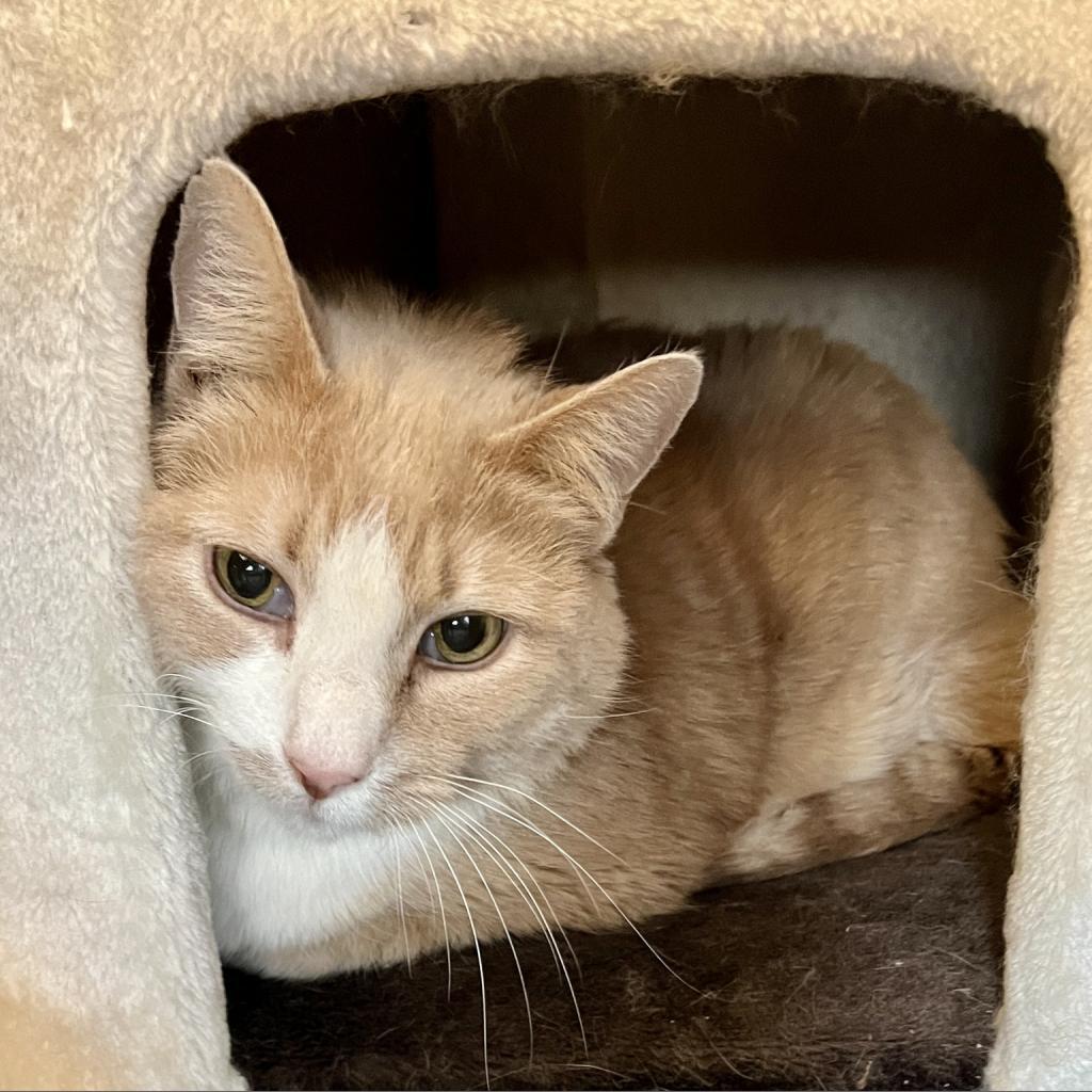 Enlarge James, a Adoptable Domestic Short Hair in St. Louis, MO image 1/6