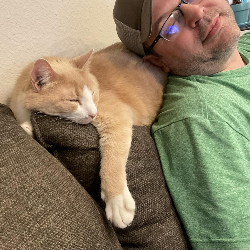 Enlarge James, a Adoptable Domestic Short Hair in St. Louis, MO image 2/6