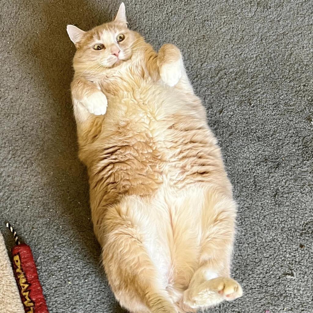 Enlarge James, a Adoptable Domestic Short Hair in St. Louis, MO image 3/6