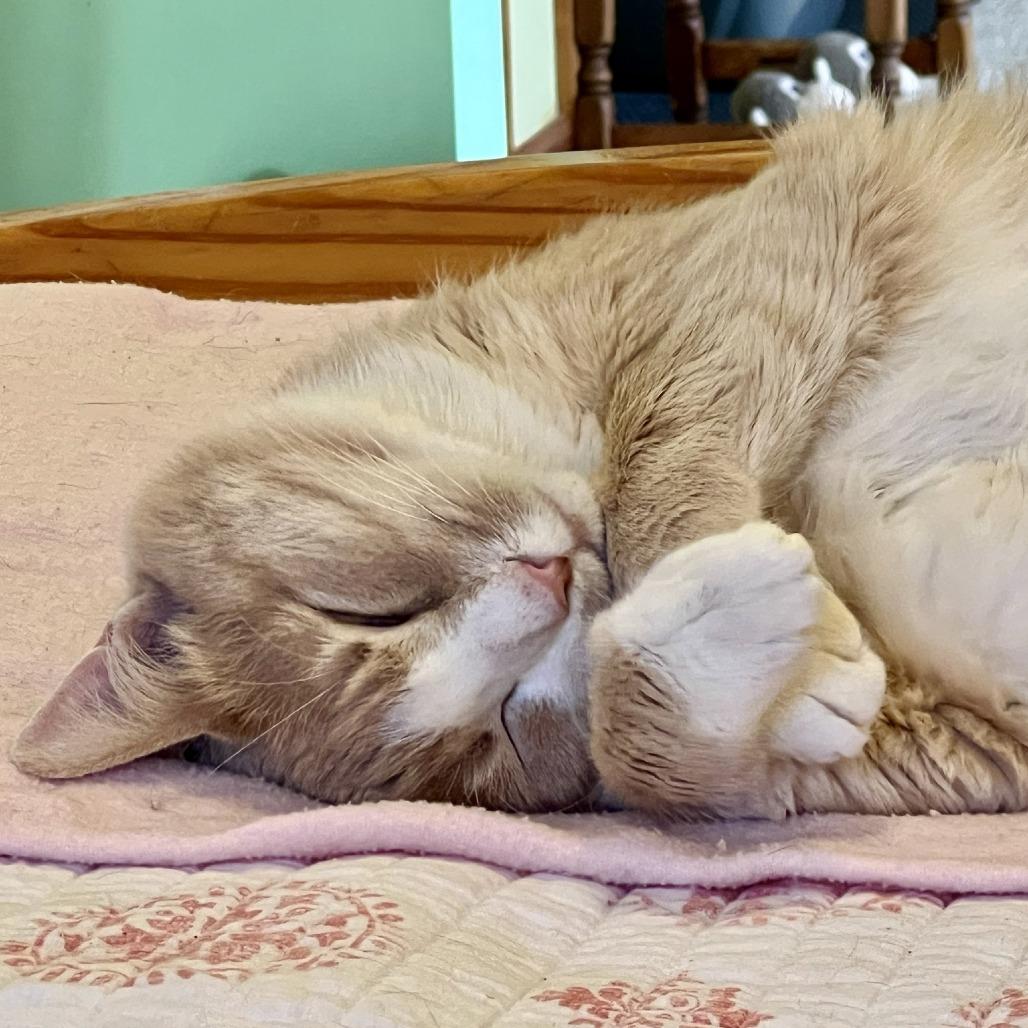 Enlarge James, a Adoptable Domestic Short Hair in St. Louis, MO image 4/6