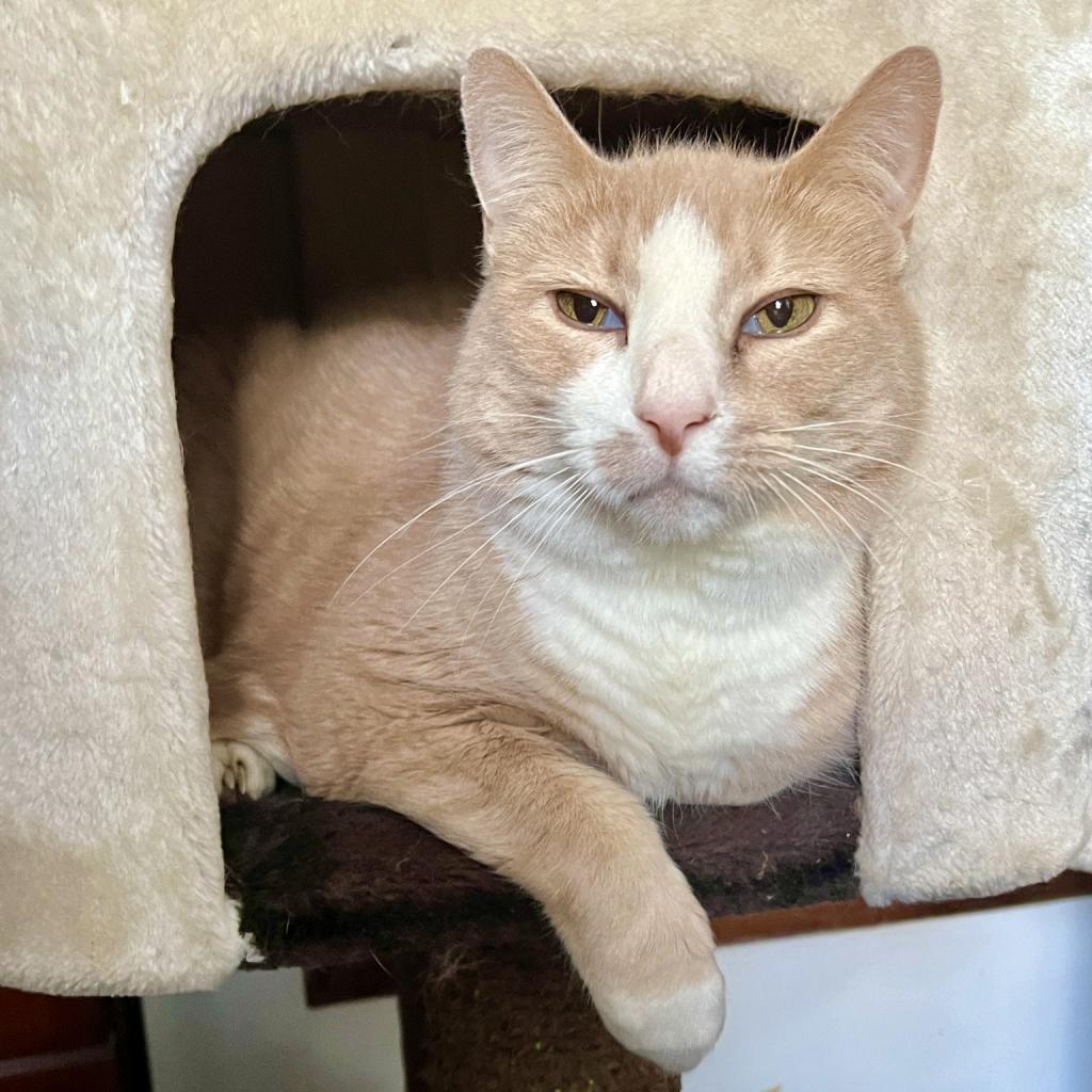 Enlarge James, a Adoptable Domestic Short Hair in St. Louis, MO image 5/6