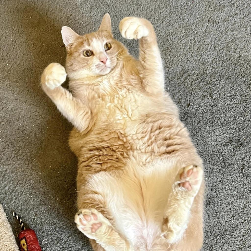 Enlarge James, a Adoptable Domestic Short Hair in St. Louis, MO image 6/6