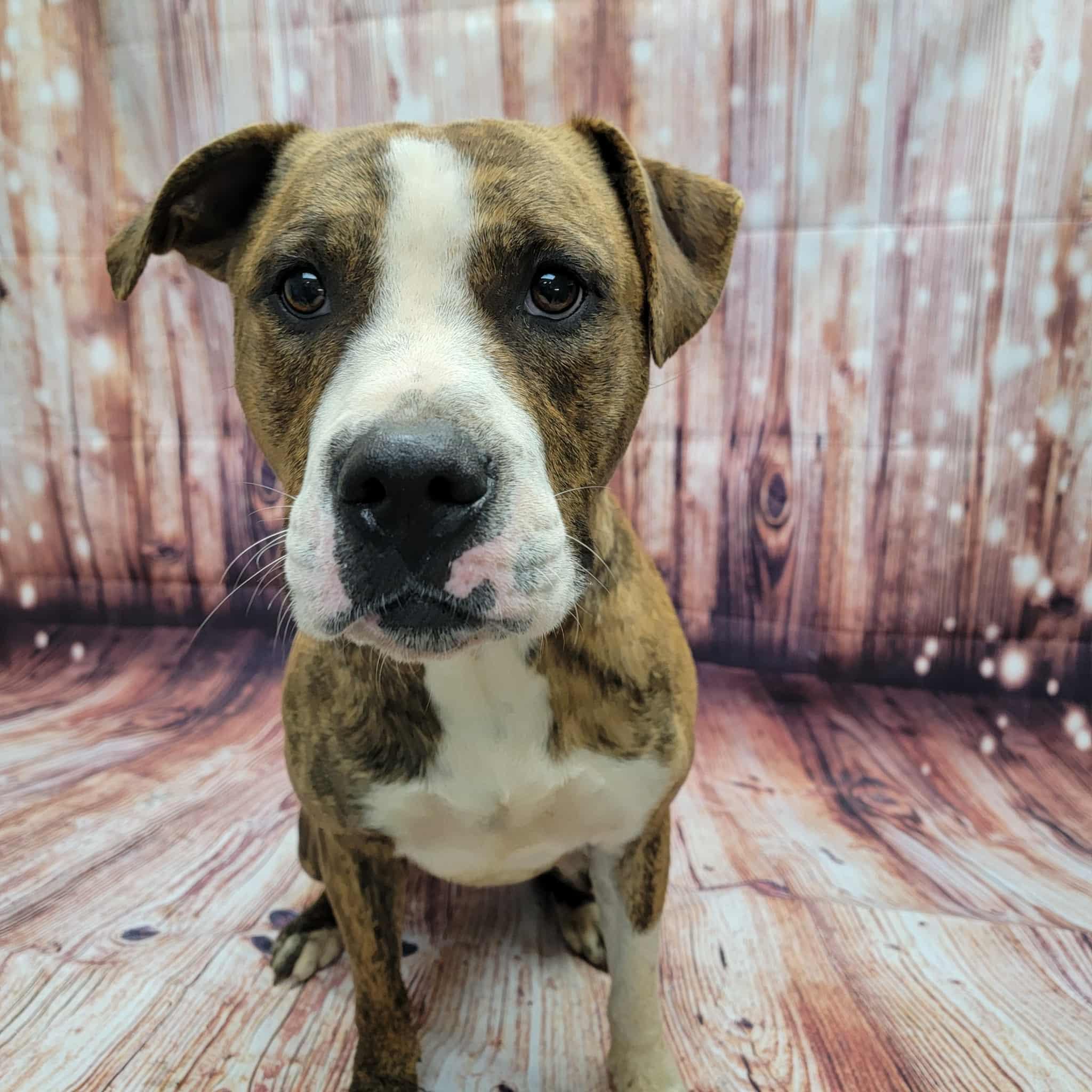 Elton, Adoptable, Adult Male Pit Bull Terrier.