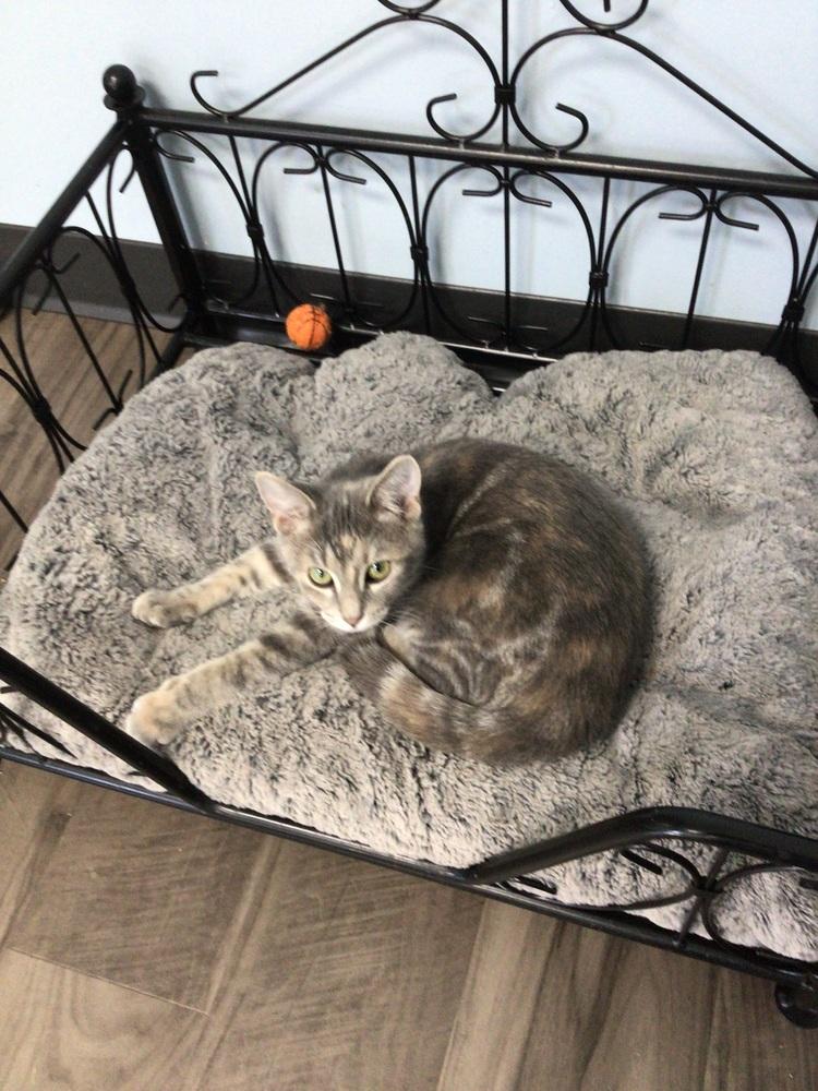 Jacky, Adoptable, Kitten Female Domestic Short Hair.