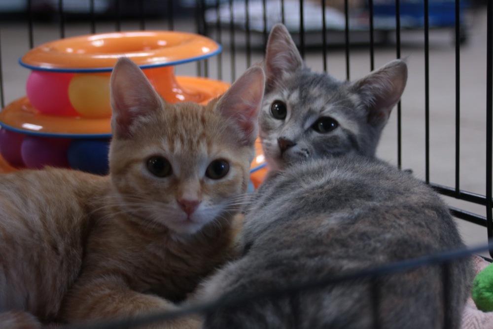 Enlarge Jacky, a Adoptable Domestic Short Hair in Logansport , IN image 2/3