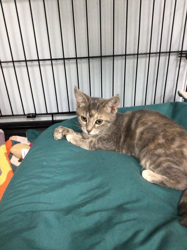 Enlarge Jacky, a Adoptable Domestic Short Hair in Logansport , IN image 3/3