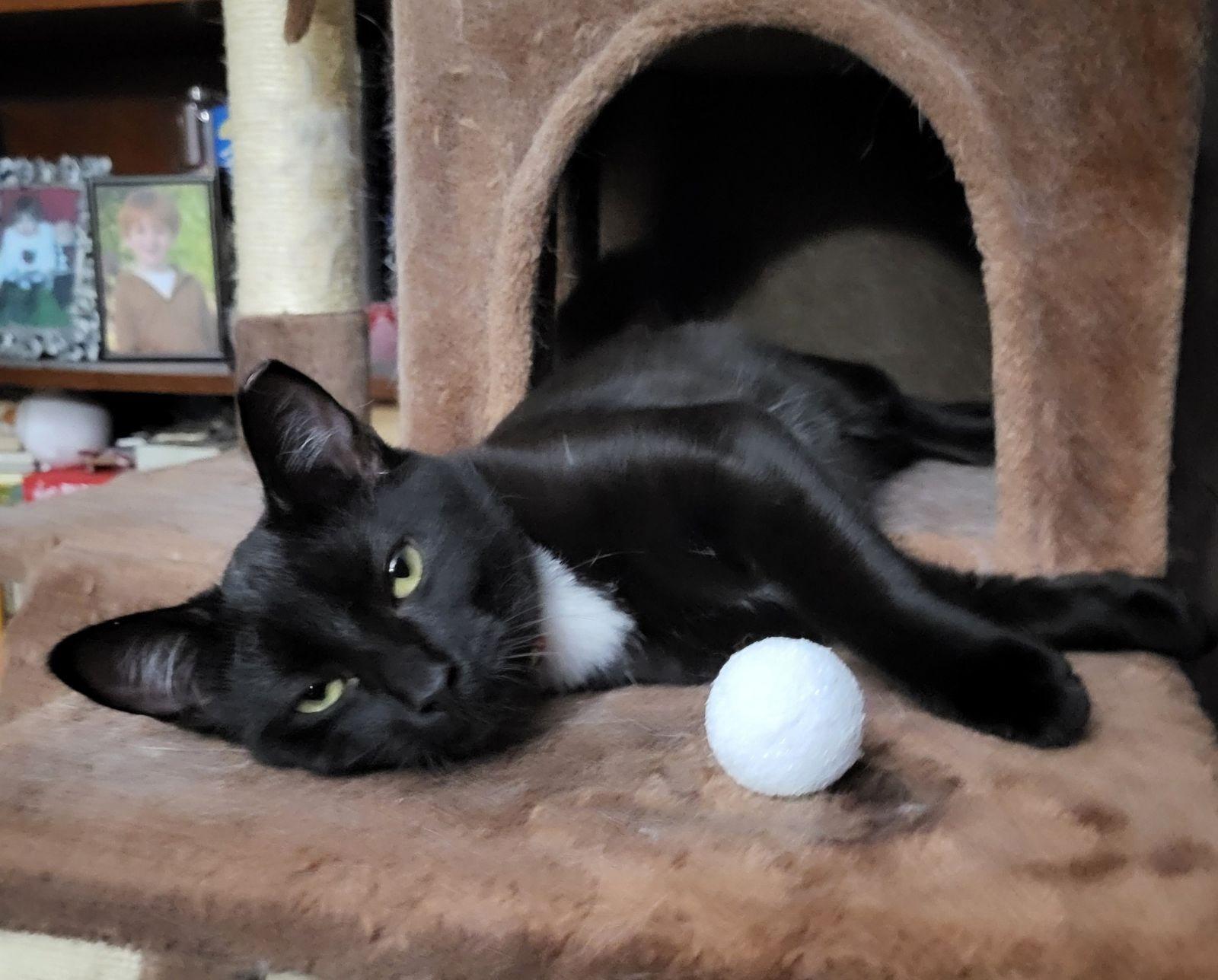 Athena and sassy, Young Female Domestic Short Hair