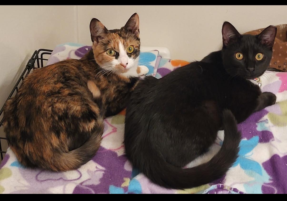 Athena and sassy photo 4