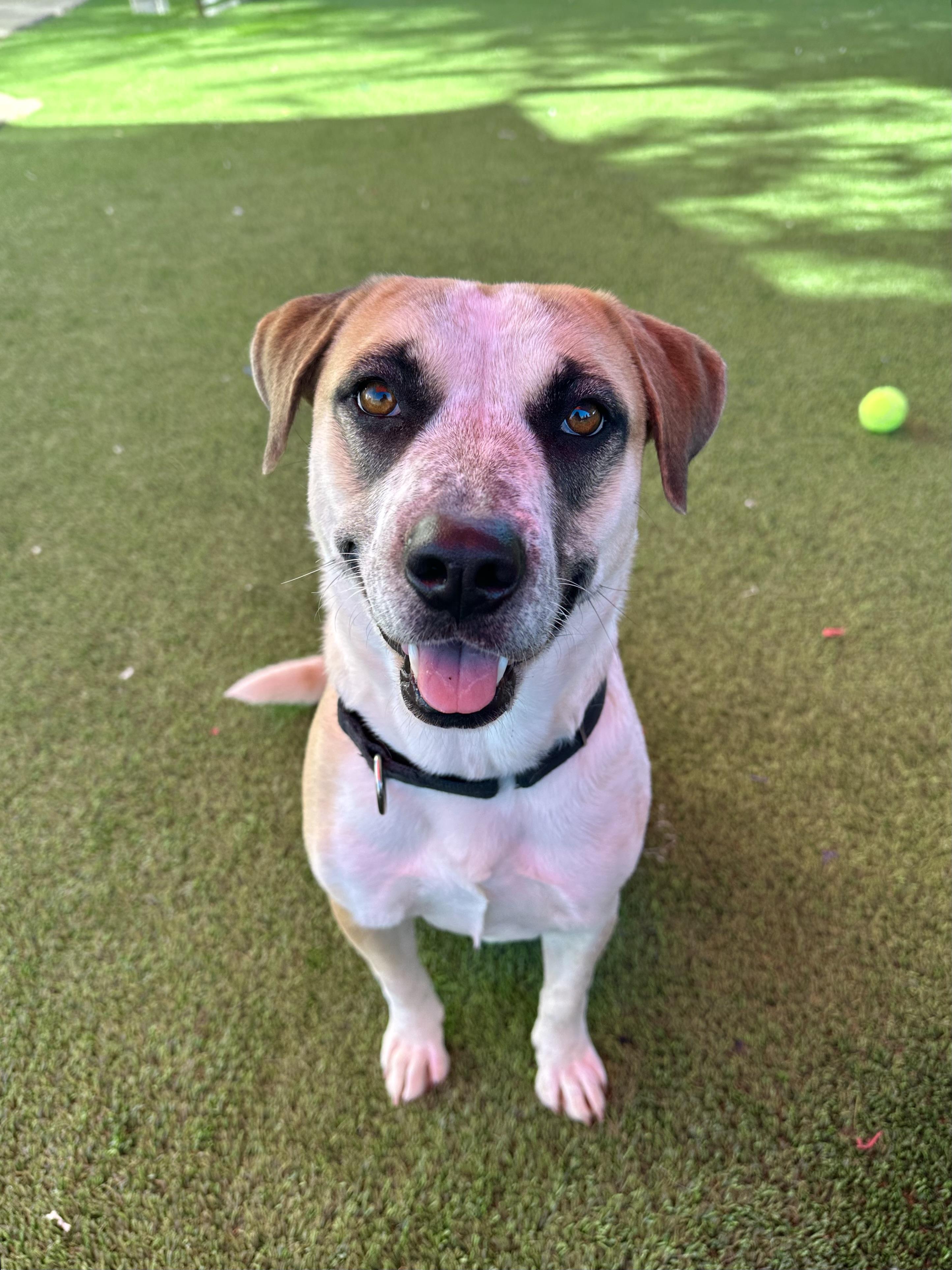 Enlarge Polly, a ADOPTABLE mixed breed in Glendale, AZ image 1/4