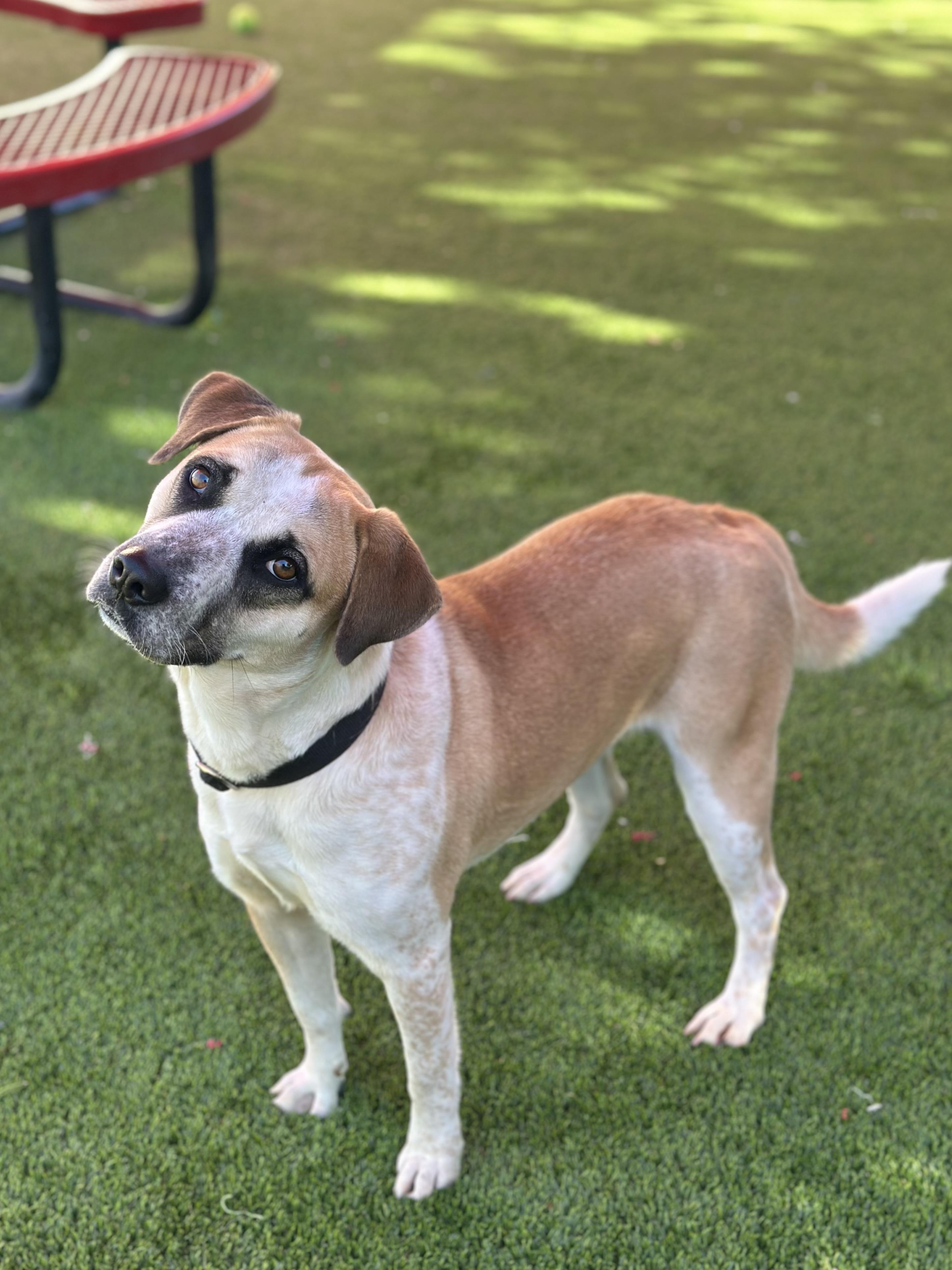 Enlarge Polly, a ADOPTABLE mixed breed in Glendale, AZ image 2/4