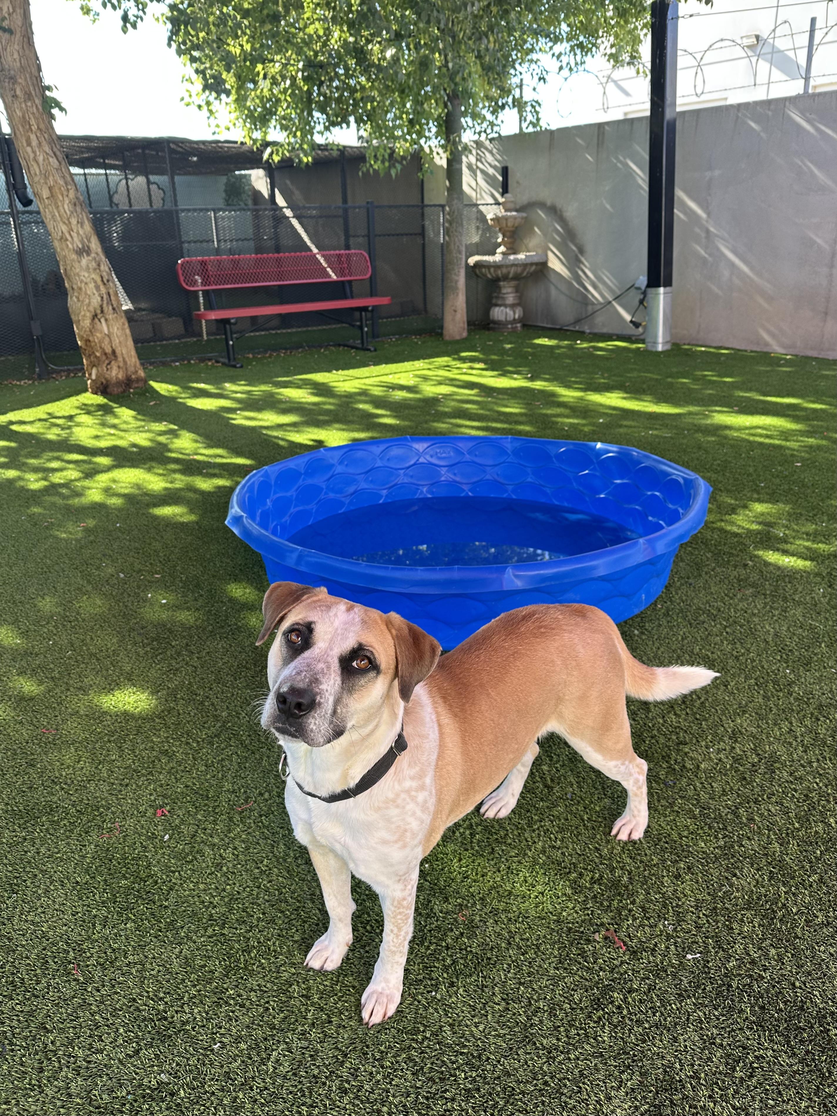 Enlarge Polly, a ADOPTABLE mixed breed in Glendale, AZ image 4/4