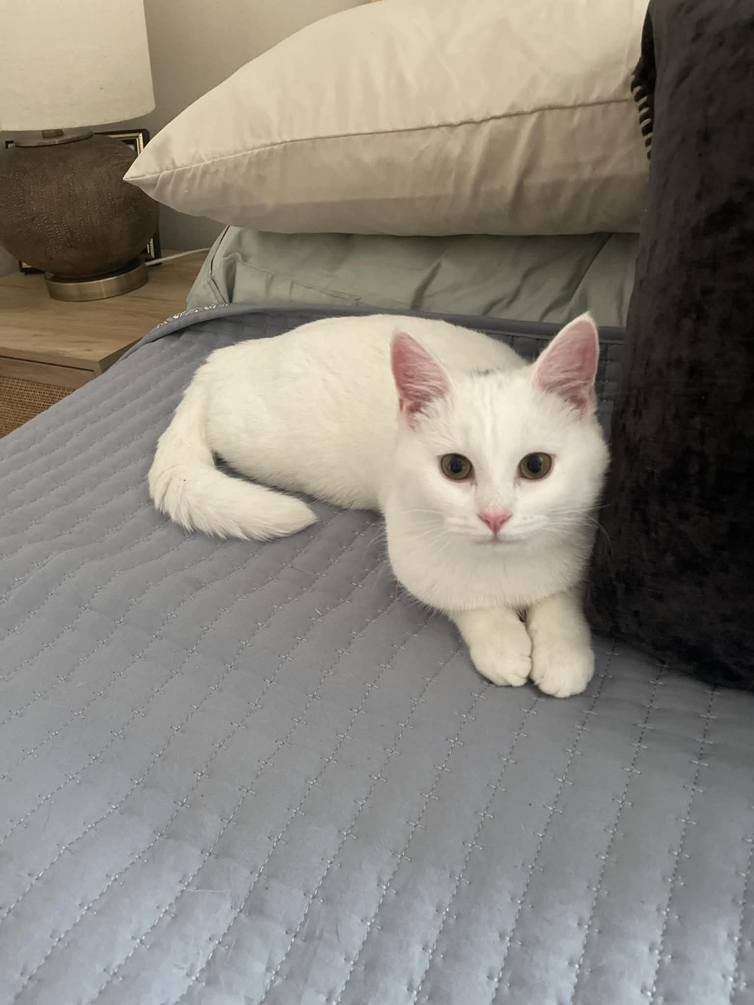 Calla, adopted, Kitten Female Domestic Short Hair.