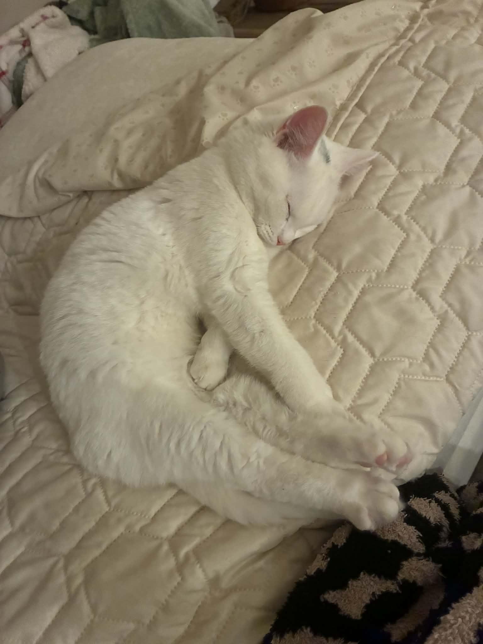 Enlarge Calla, an adopted Domestic Short Hair in Brockport, NY image 5/6