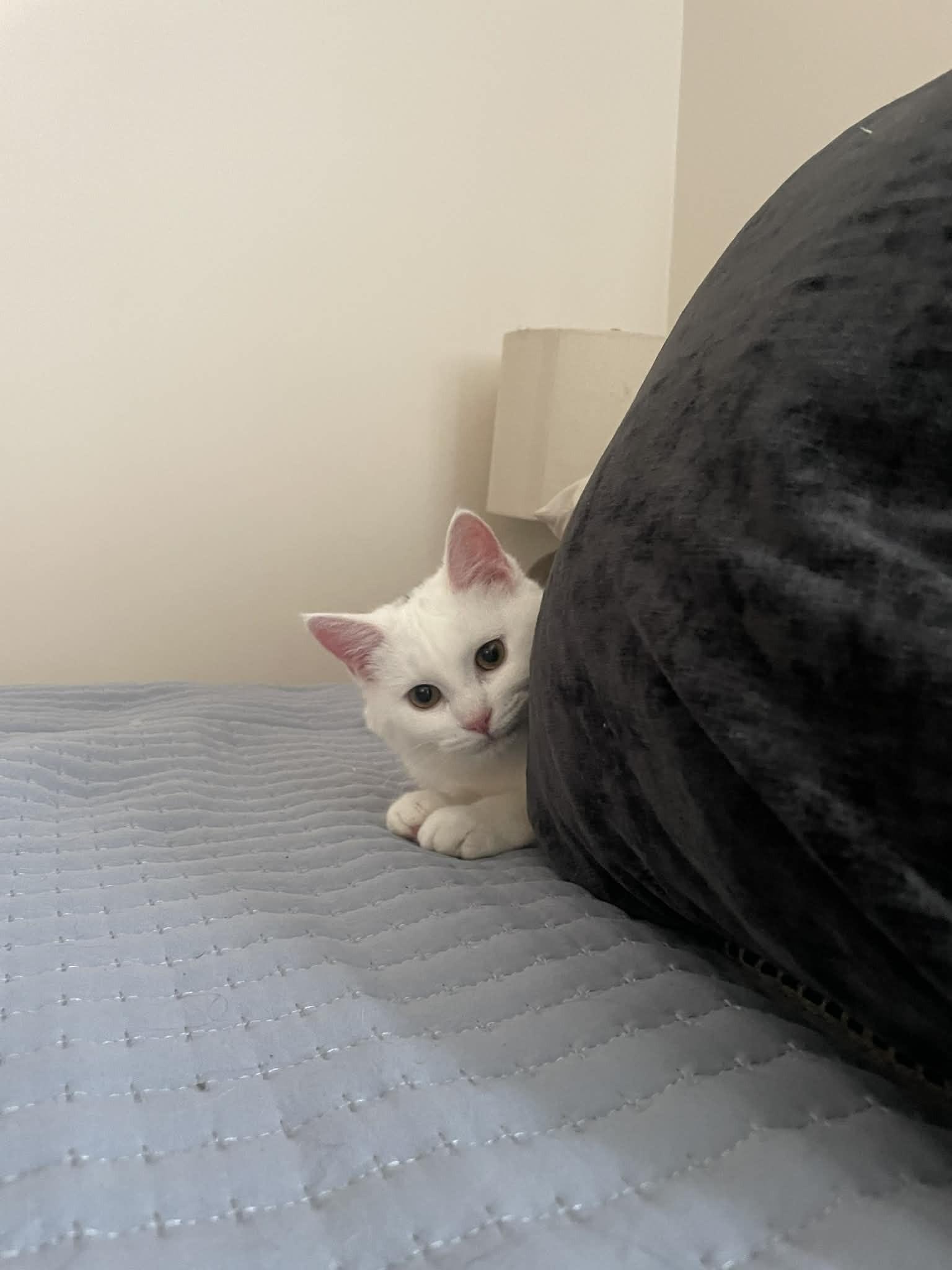 Enlarge Calla, an adopted Domestic Short Hair in Brockport, NY image 3/6